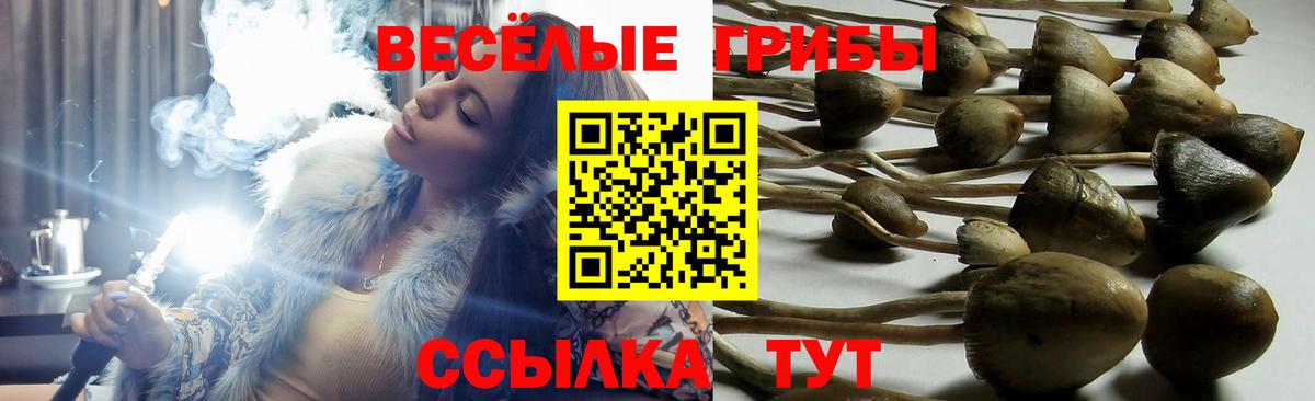 Псилоцибиновые грибы Psilocybine cubensis Тольятти
